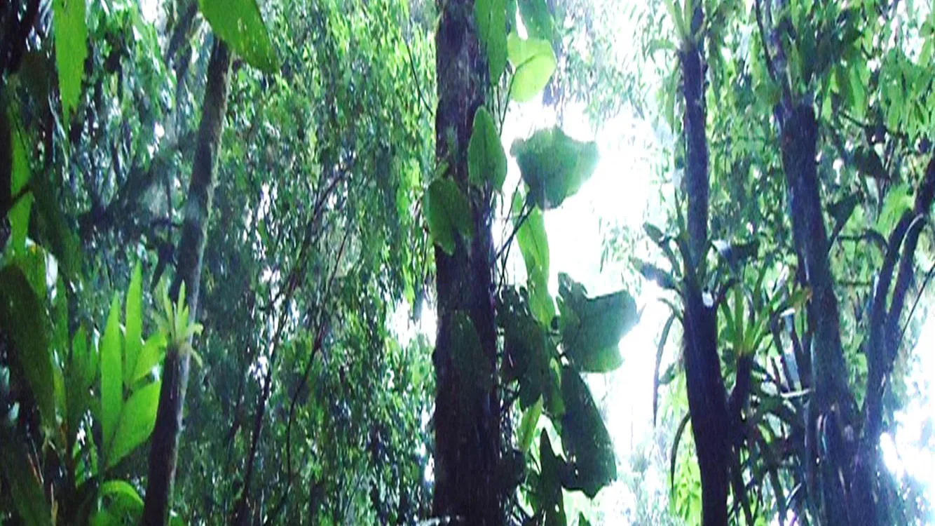 Interior da Mata Atlântica na Fazenda Capinzal I, com árvores altas e bromélias