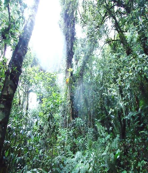 Mata Atlântica na Fazenda Capinzal I, com árvores altas e luz entrando pelo dossel