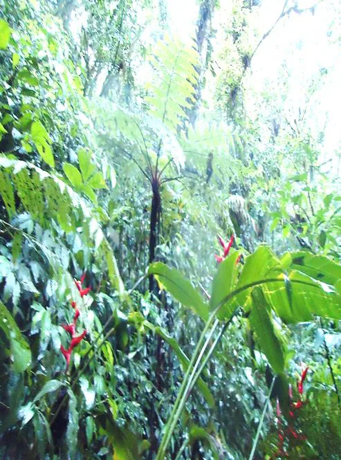 Sub-bosque de Mata Atlântica na Fazenda Capinzal I, com samambaias e helicônias vermelhas